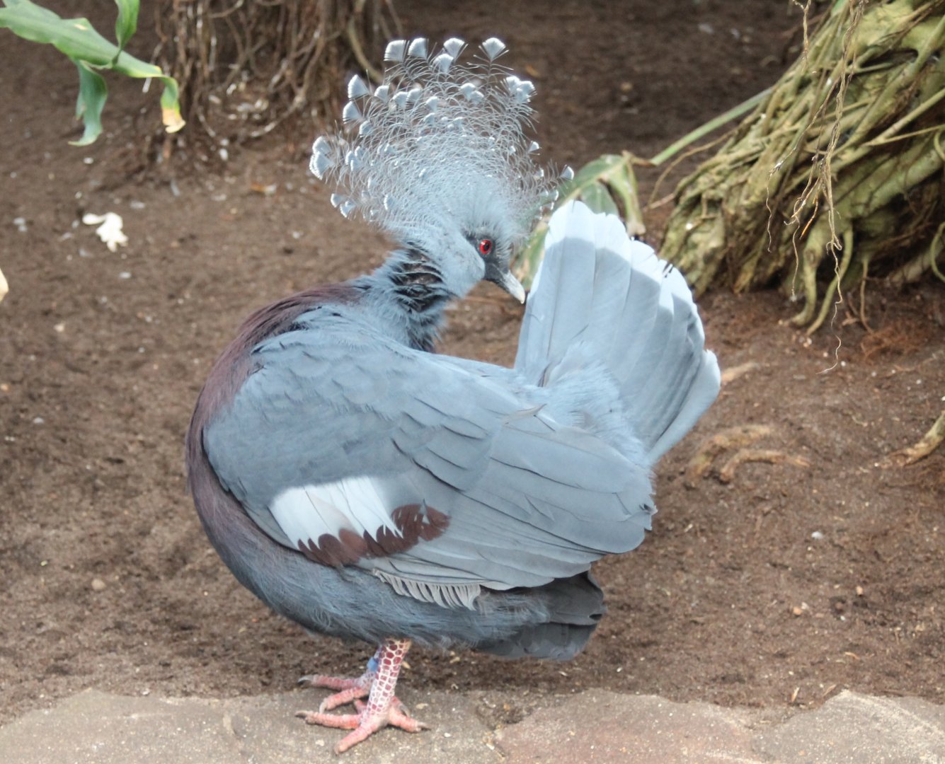 Victoria crowned pigeon