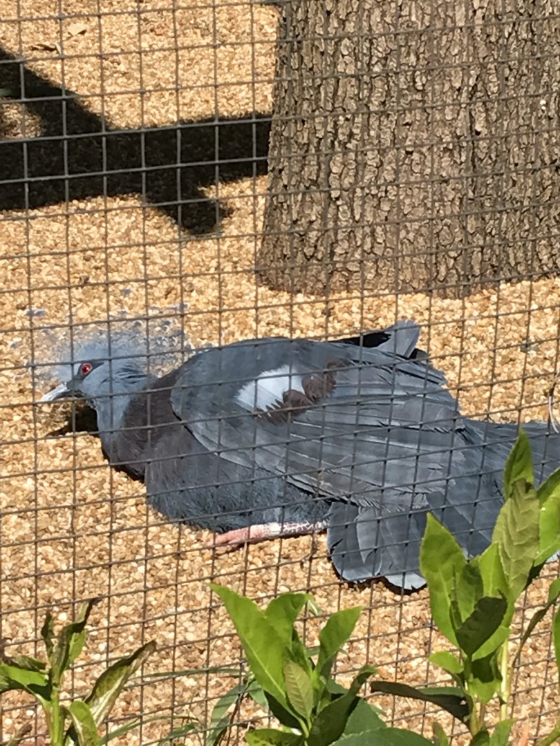 Victoria crowned pigeon