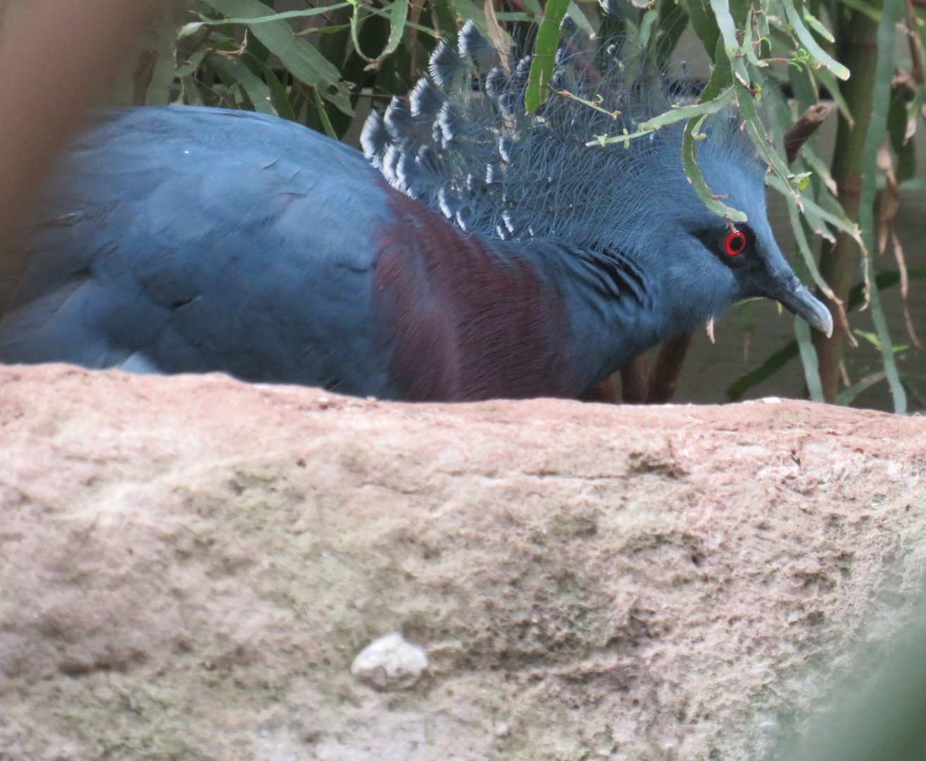Victoria crowned pigeon