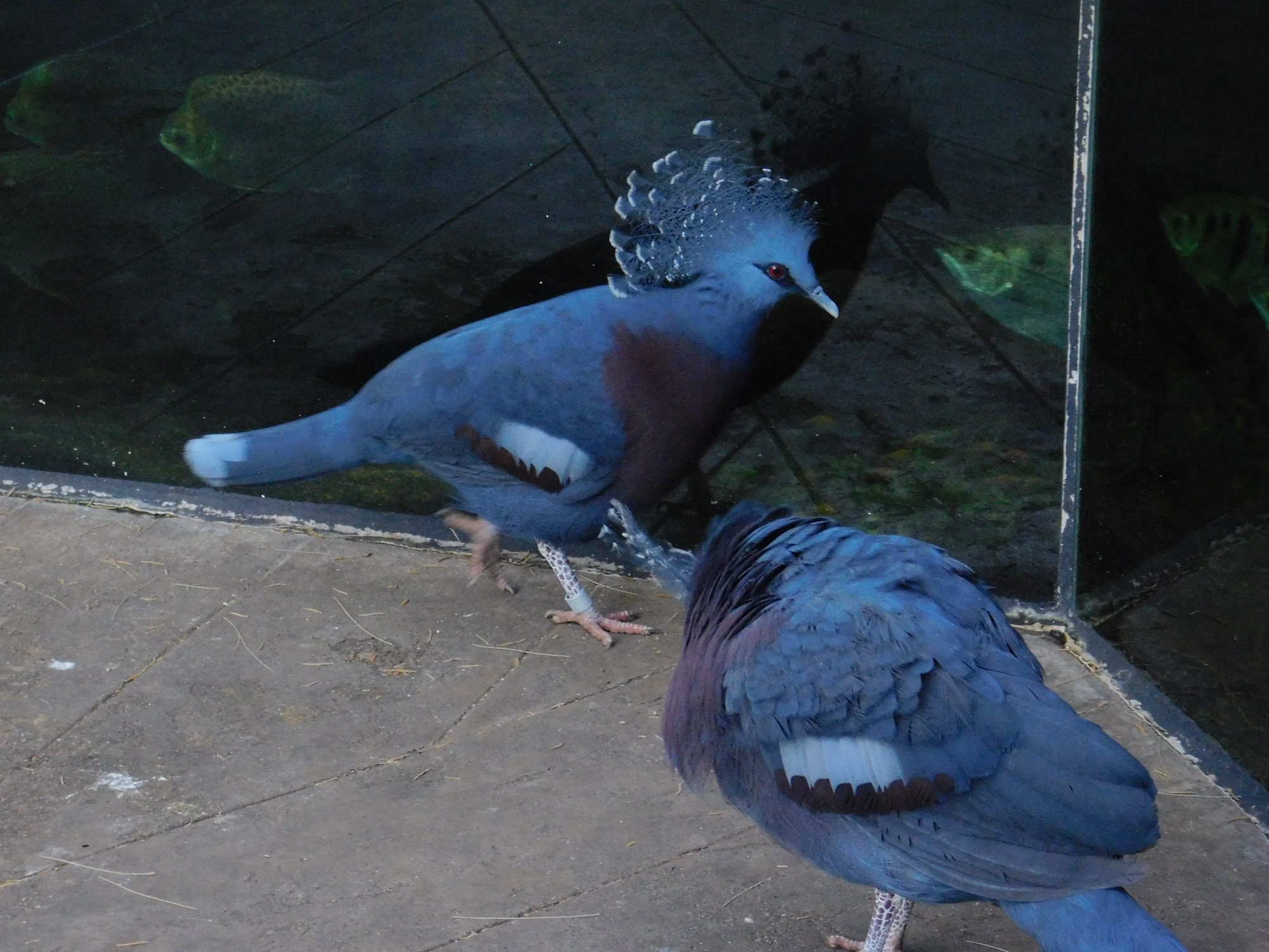 Victoria Crowned Pigeon