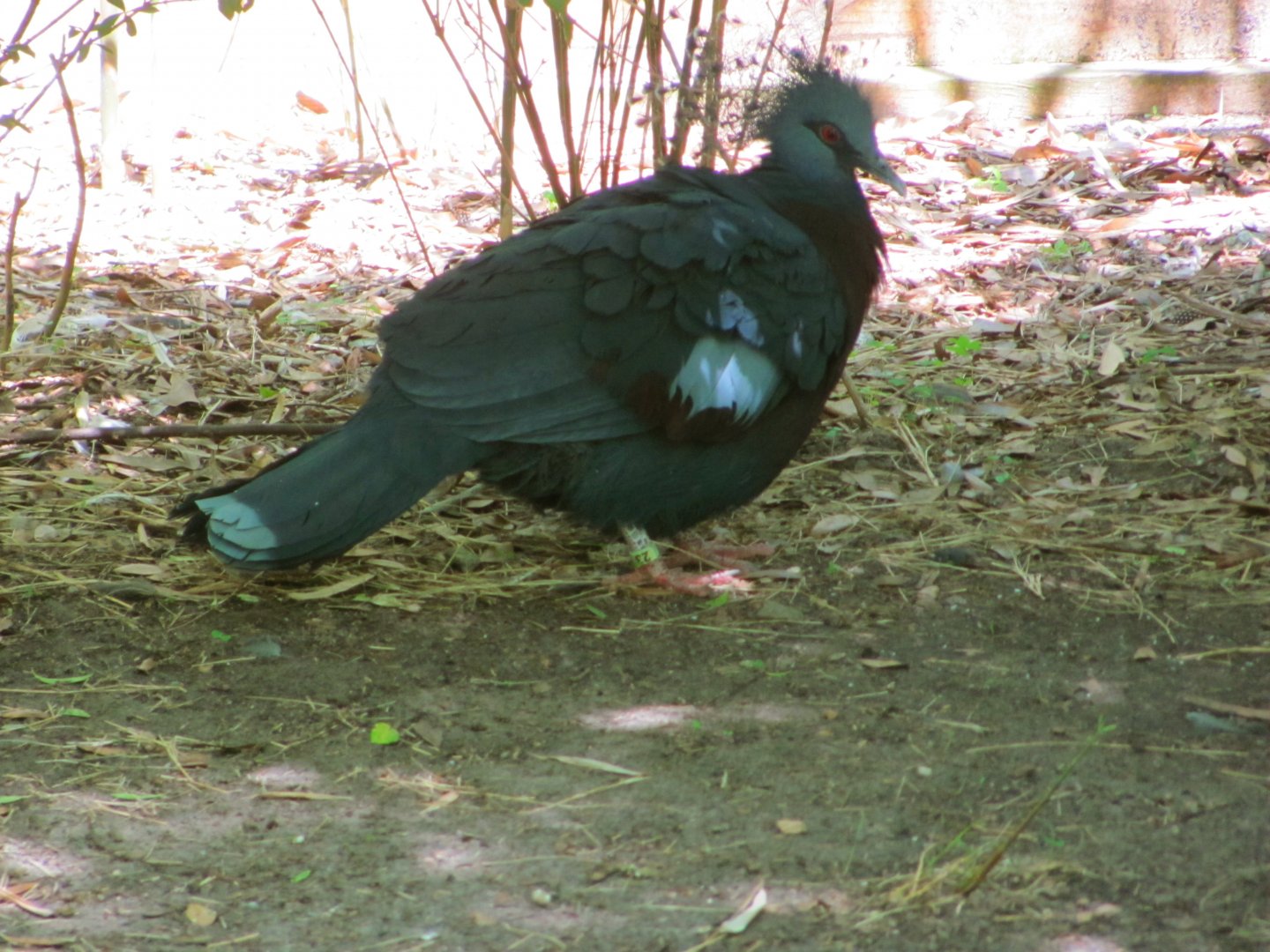 Victoria Crowned Pigeon