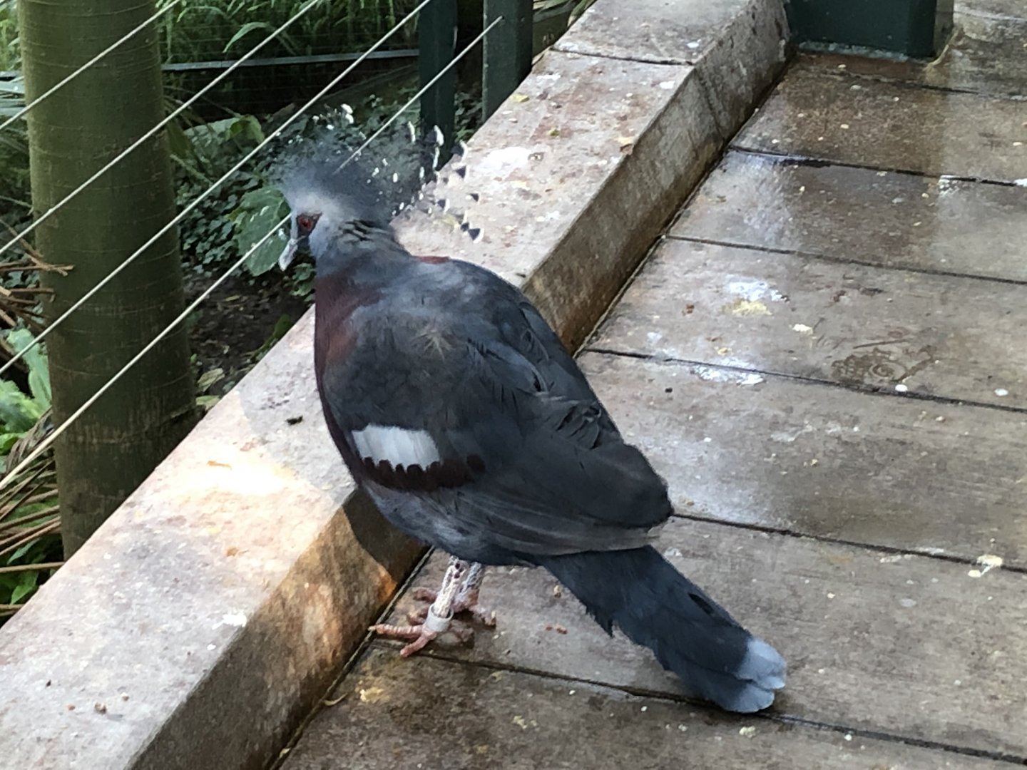 Victoria crowned pigeon