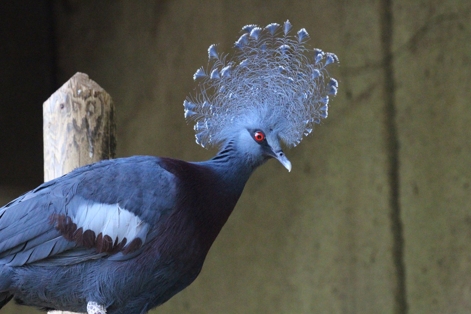 Victoria Crowned-Pigeon