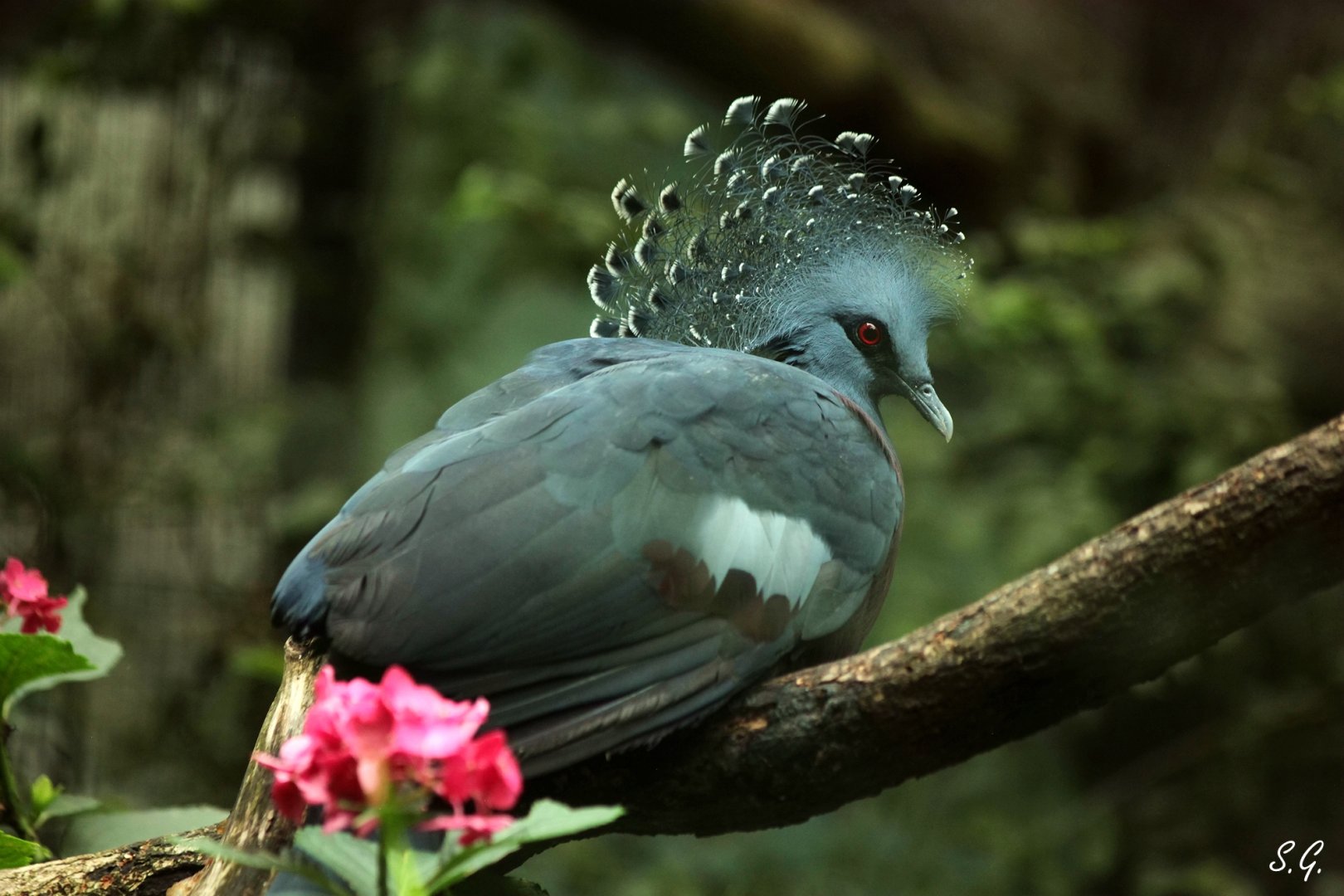 Victoria crowned pigeon