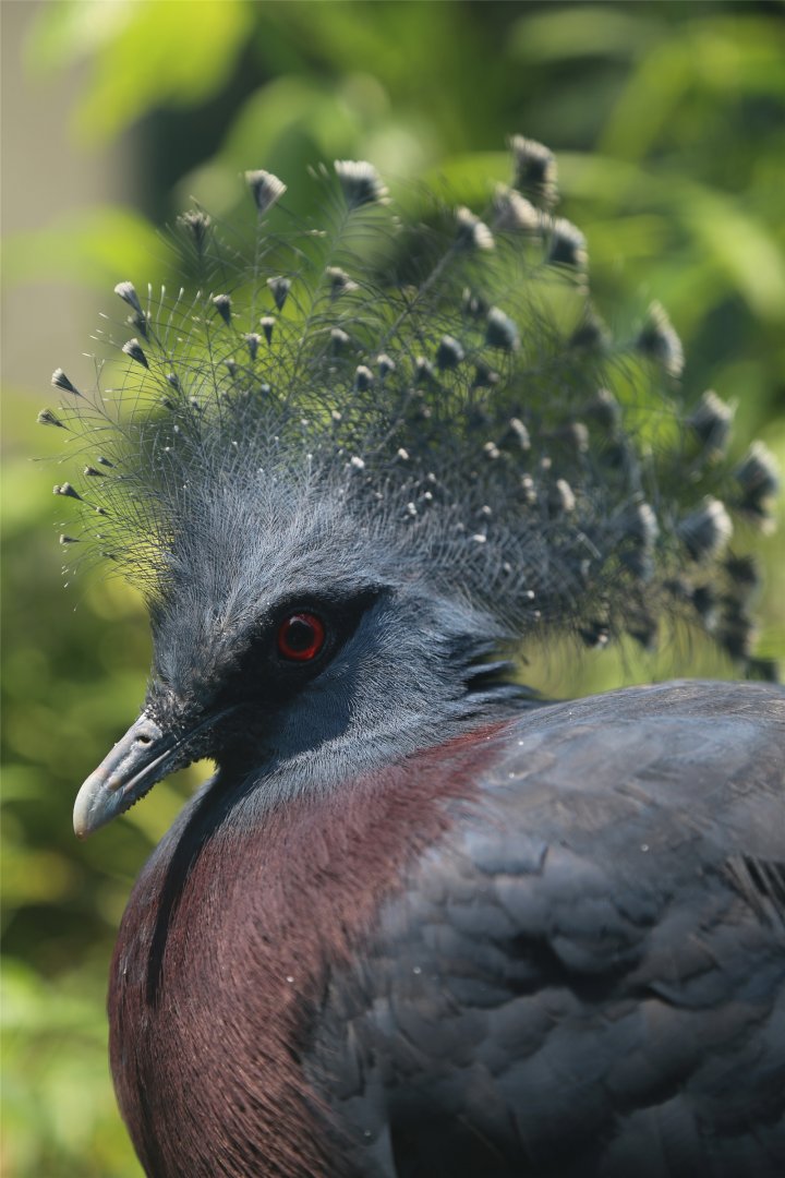 Victoria Crowned Pigeon