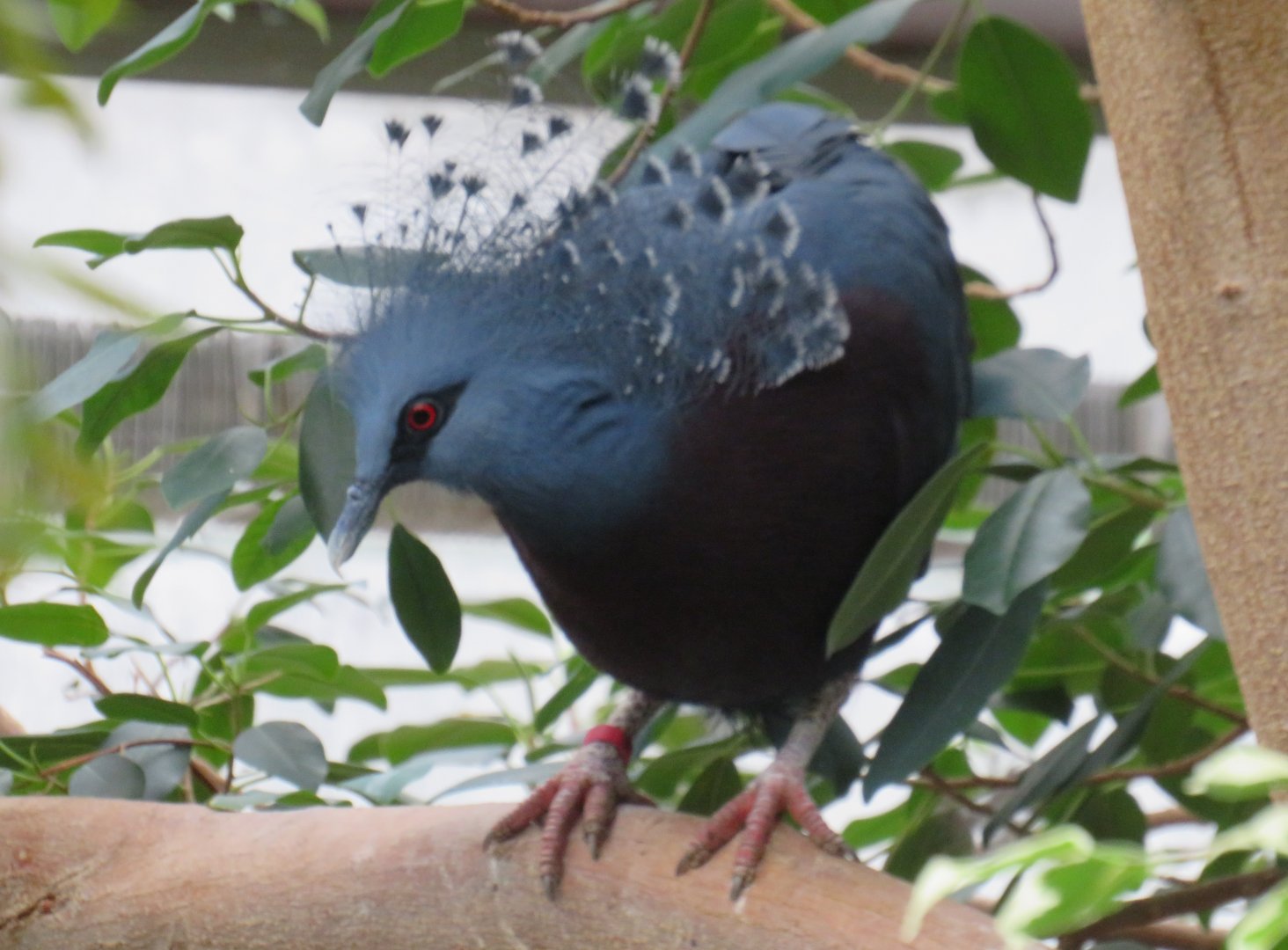 Victoria crowned pigeon