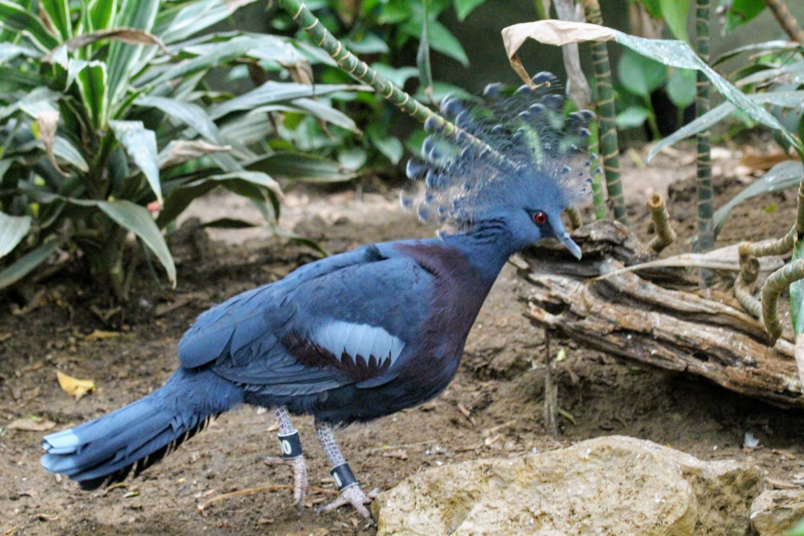 Victoria Crowned-Pigeon