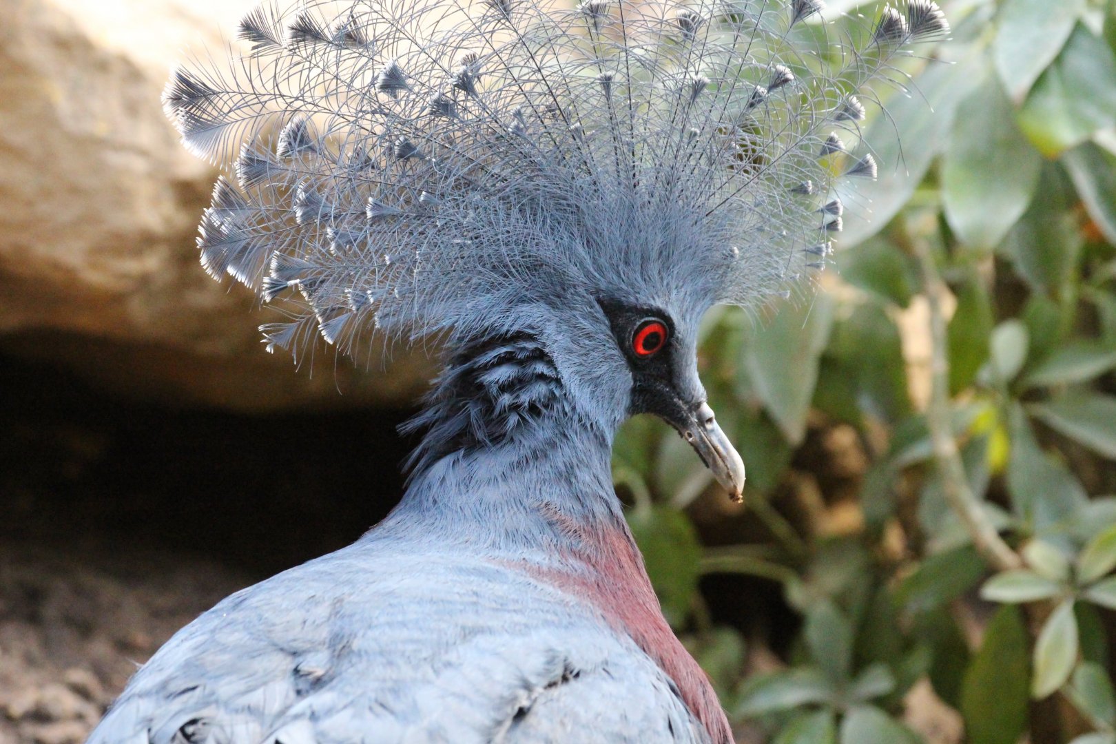 Victoria Crowned-Pigeon