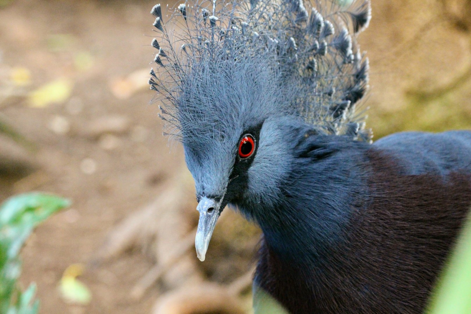 Victoria Crowned Pigeon