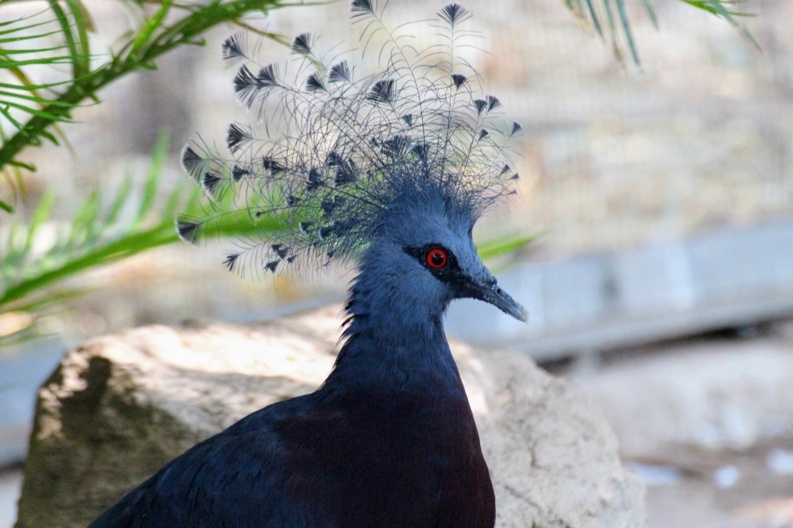 Victoria Crowned-Pigeon