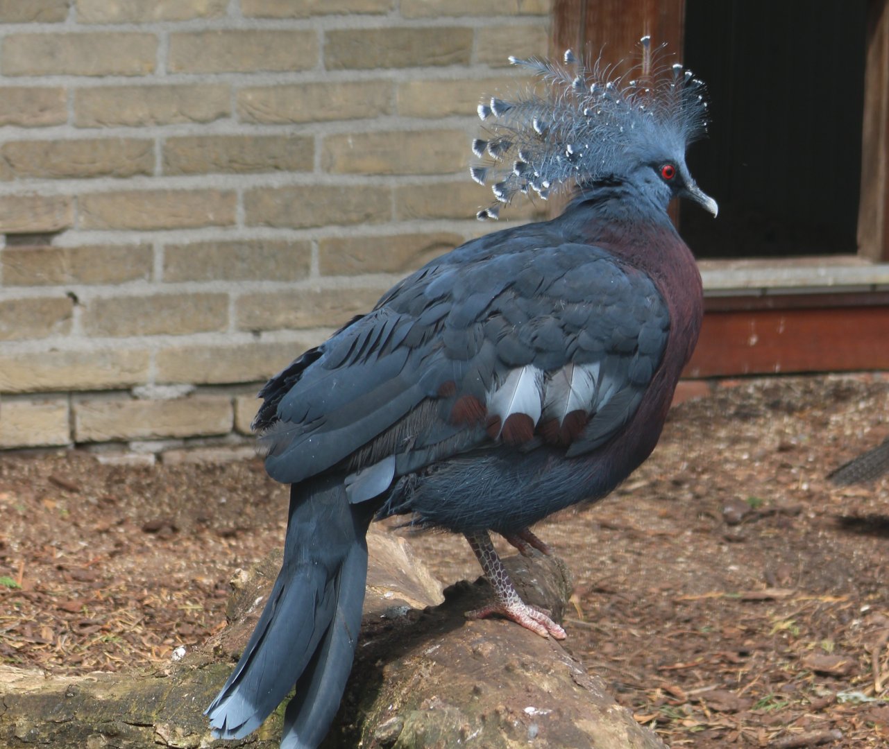 Victoria crowned pigeon