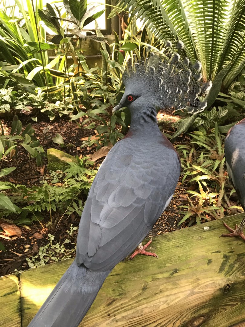 Victoria Crowned Pigeon