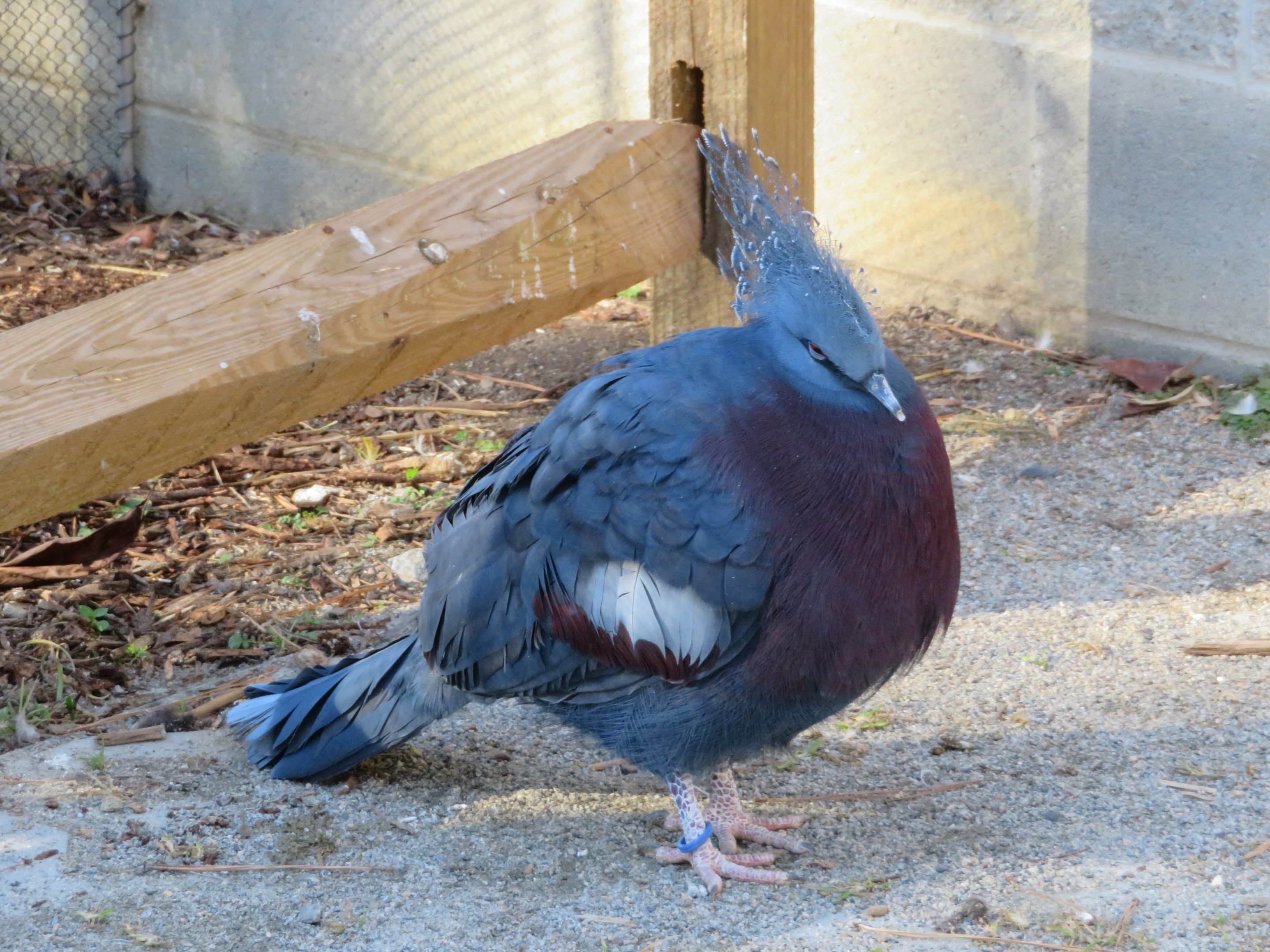 Victoria Crowned Pigeon