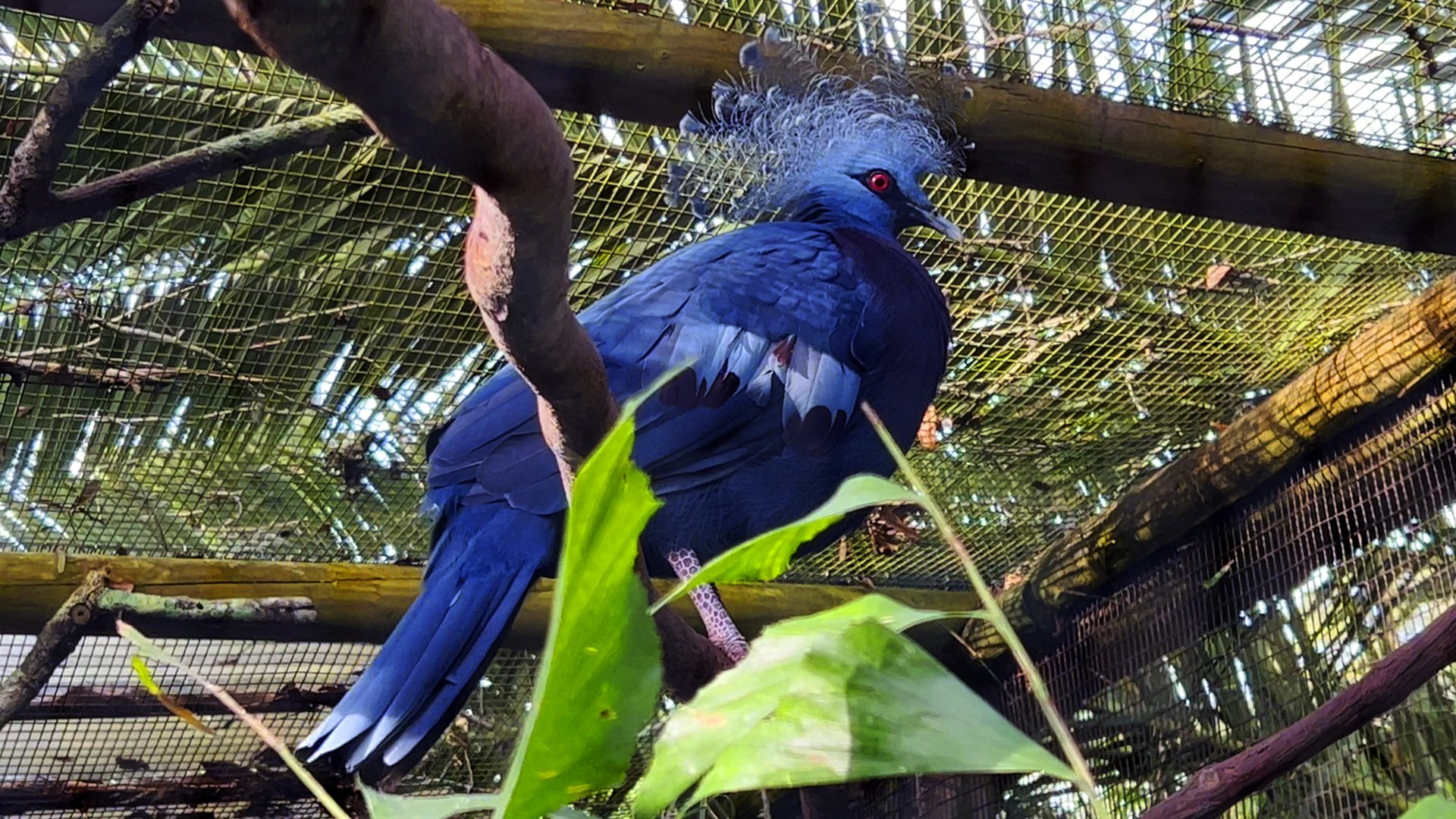 Victoria Crowned Pigeon