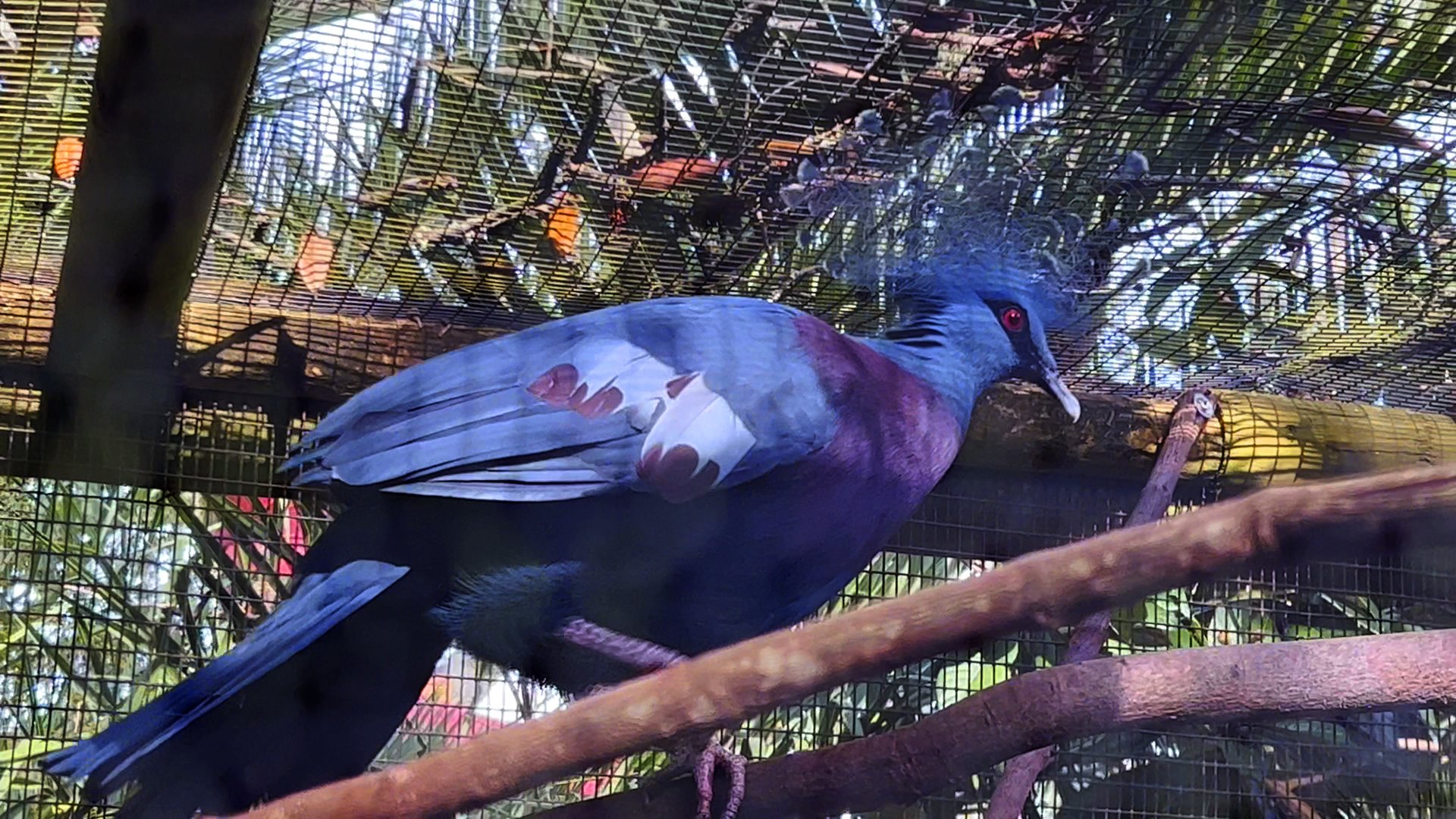 Victoria Crowned Pigeon