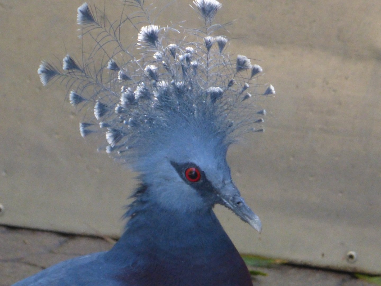 Victoria crowned pigeon