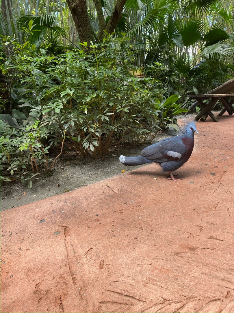 Victoria Crowned Pigeon