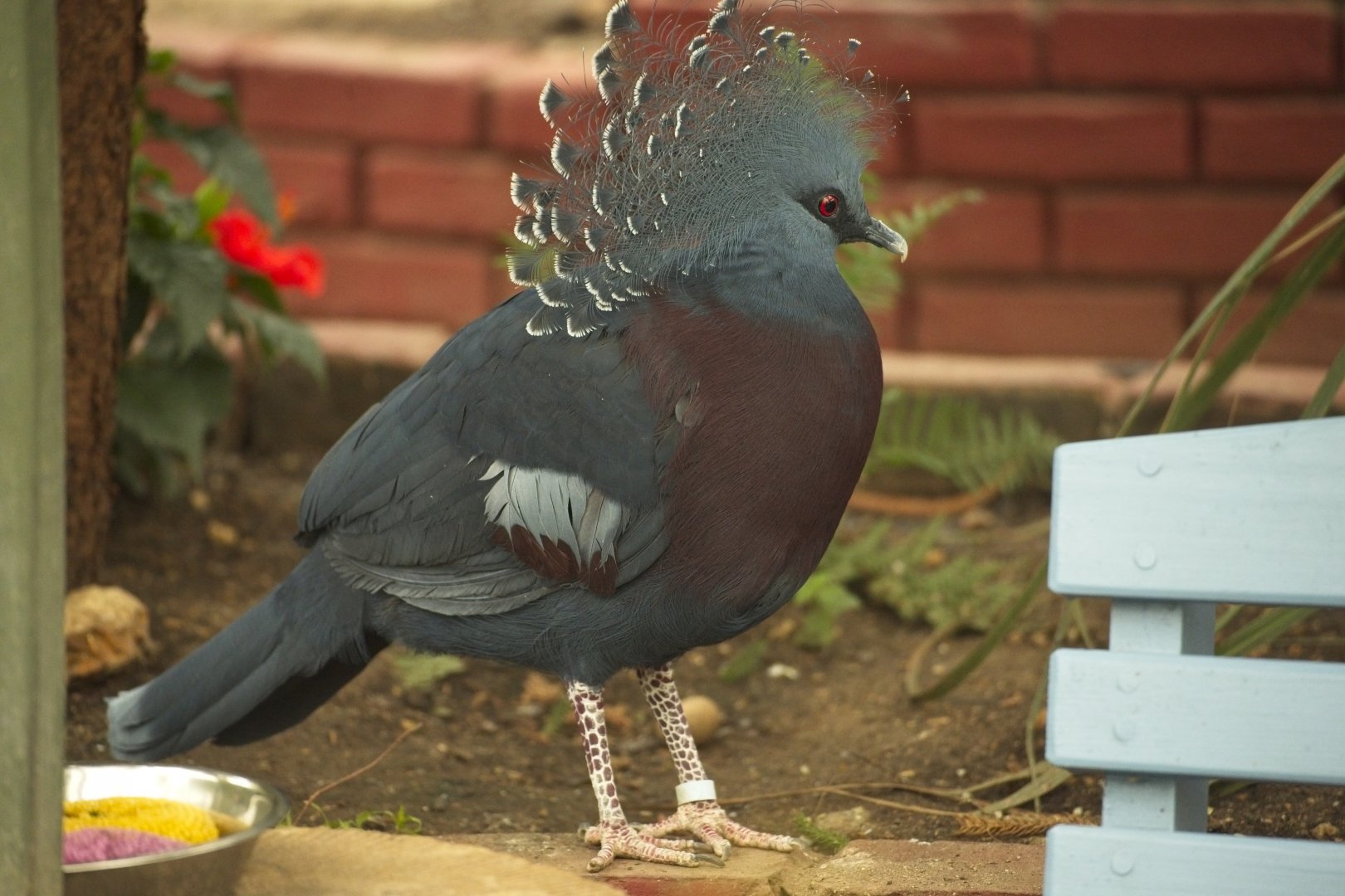 Victoria crowned Pigeon