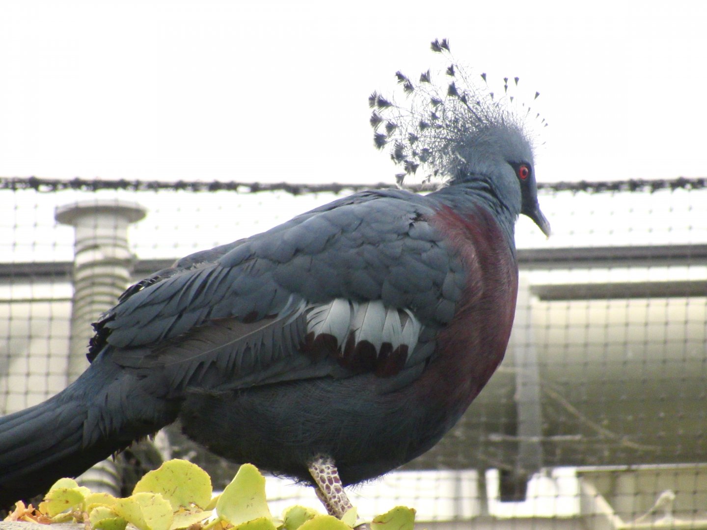 Victoria Crowned Pigeon