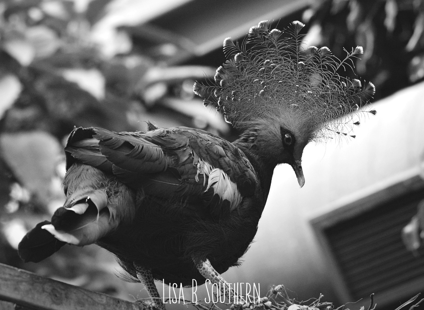 victoria crowned pigeon
