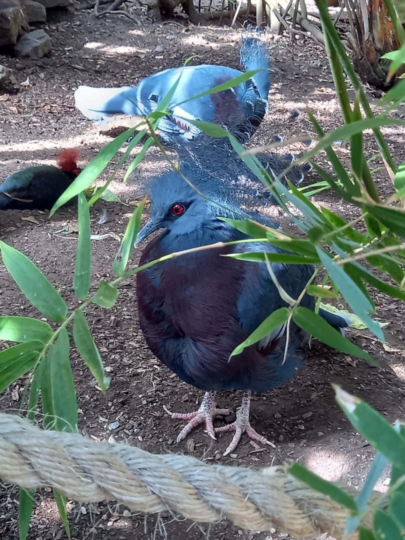 Victoria Crowned Pigeon