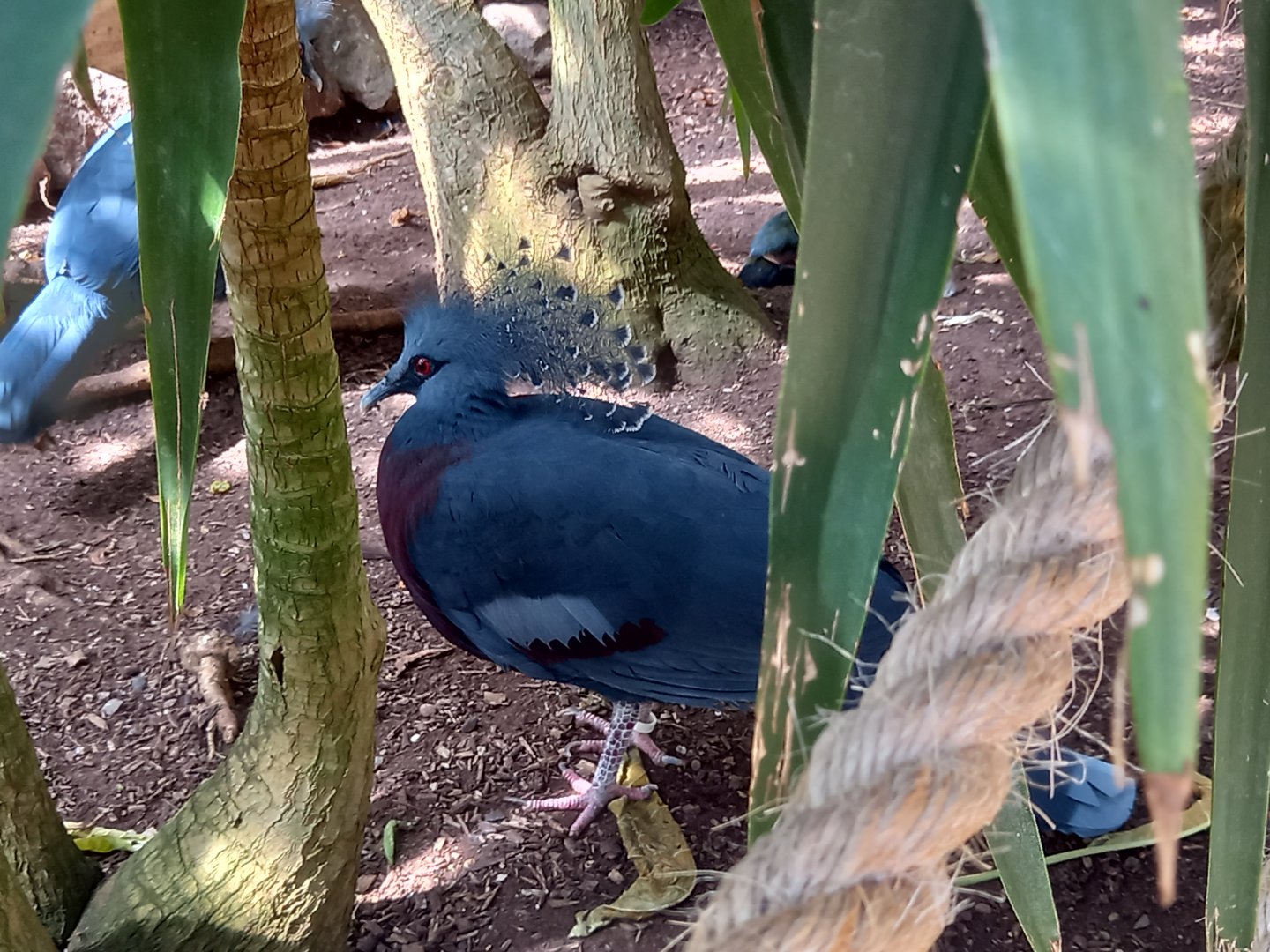 Victoria Crowned Pigeon