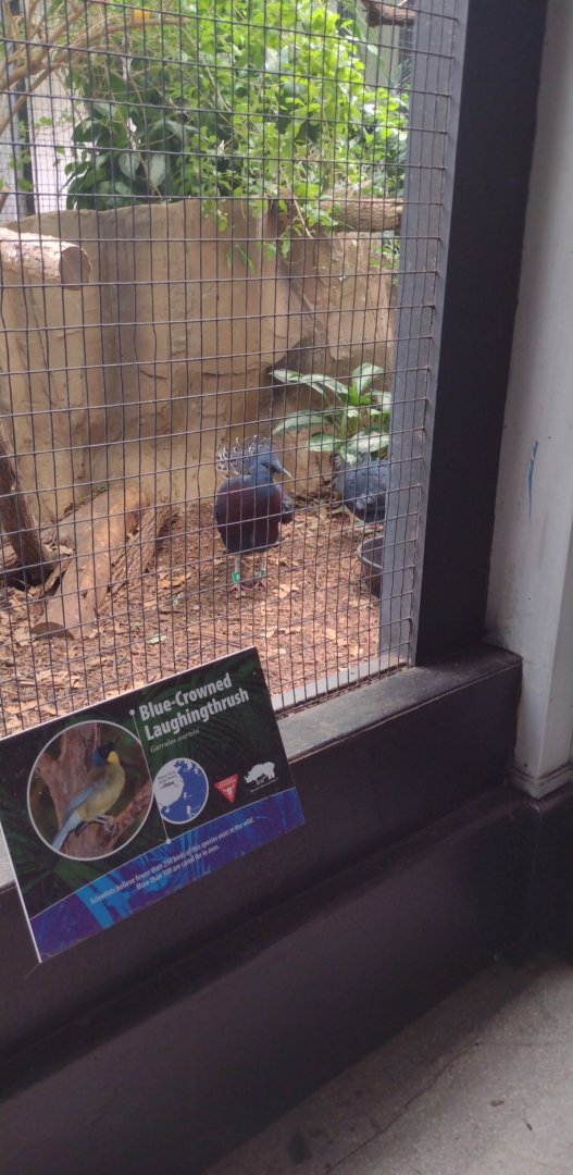 Victoria Crowned Pigeon
