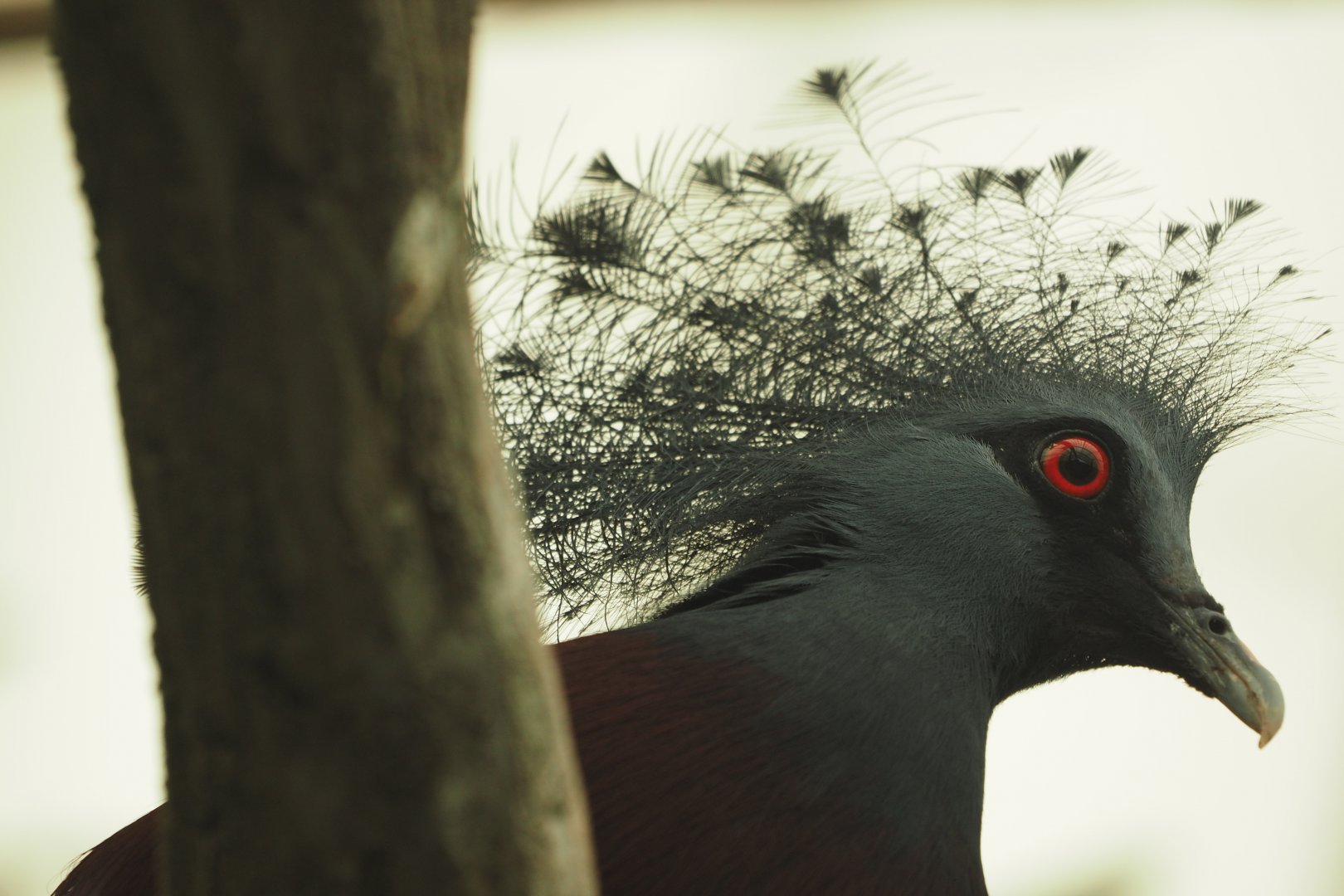 Victoria crowned pigeon