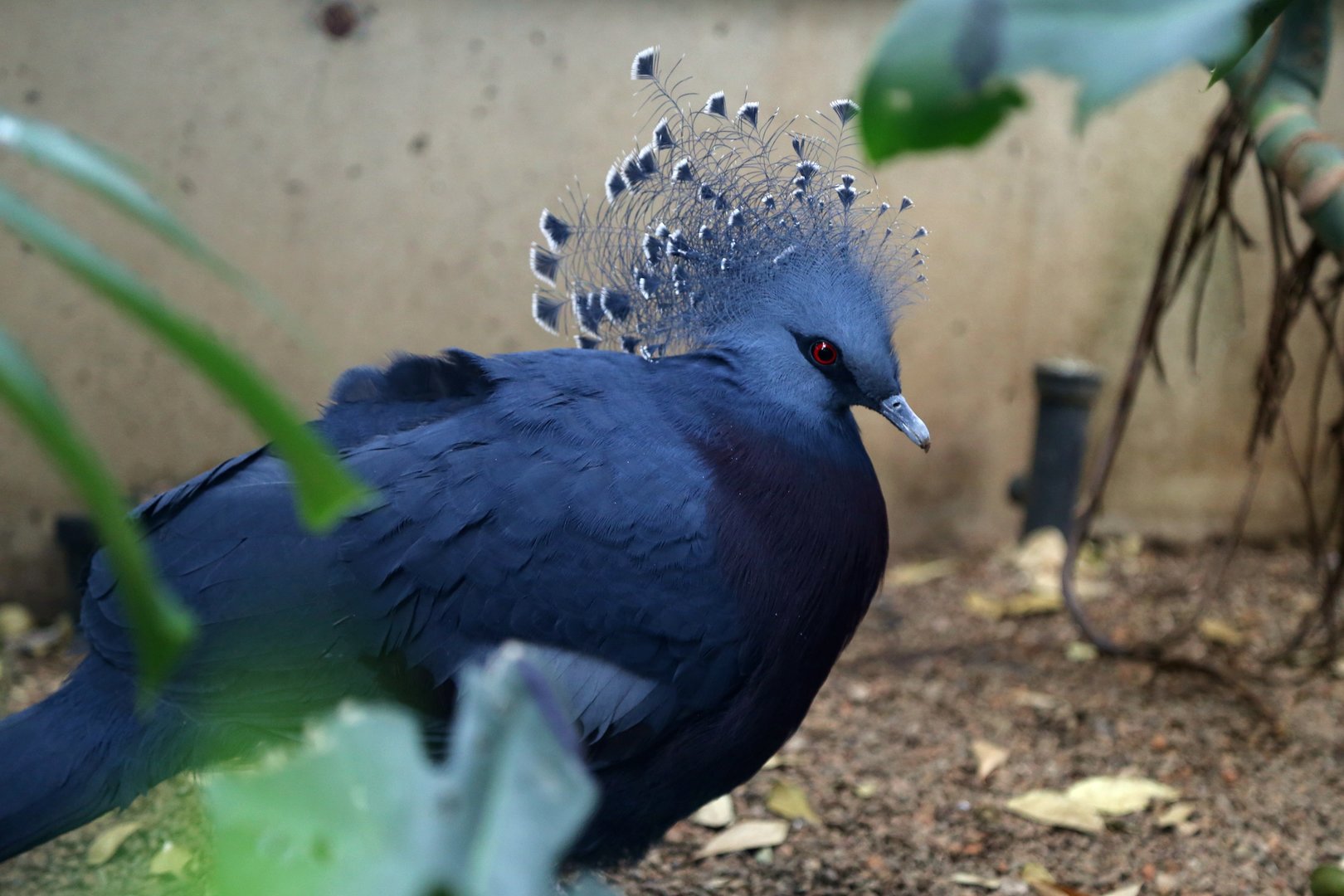 Victoria Crowned-pigeon