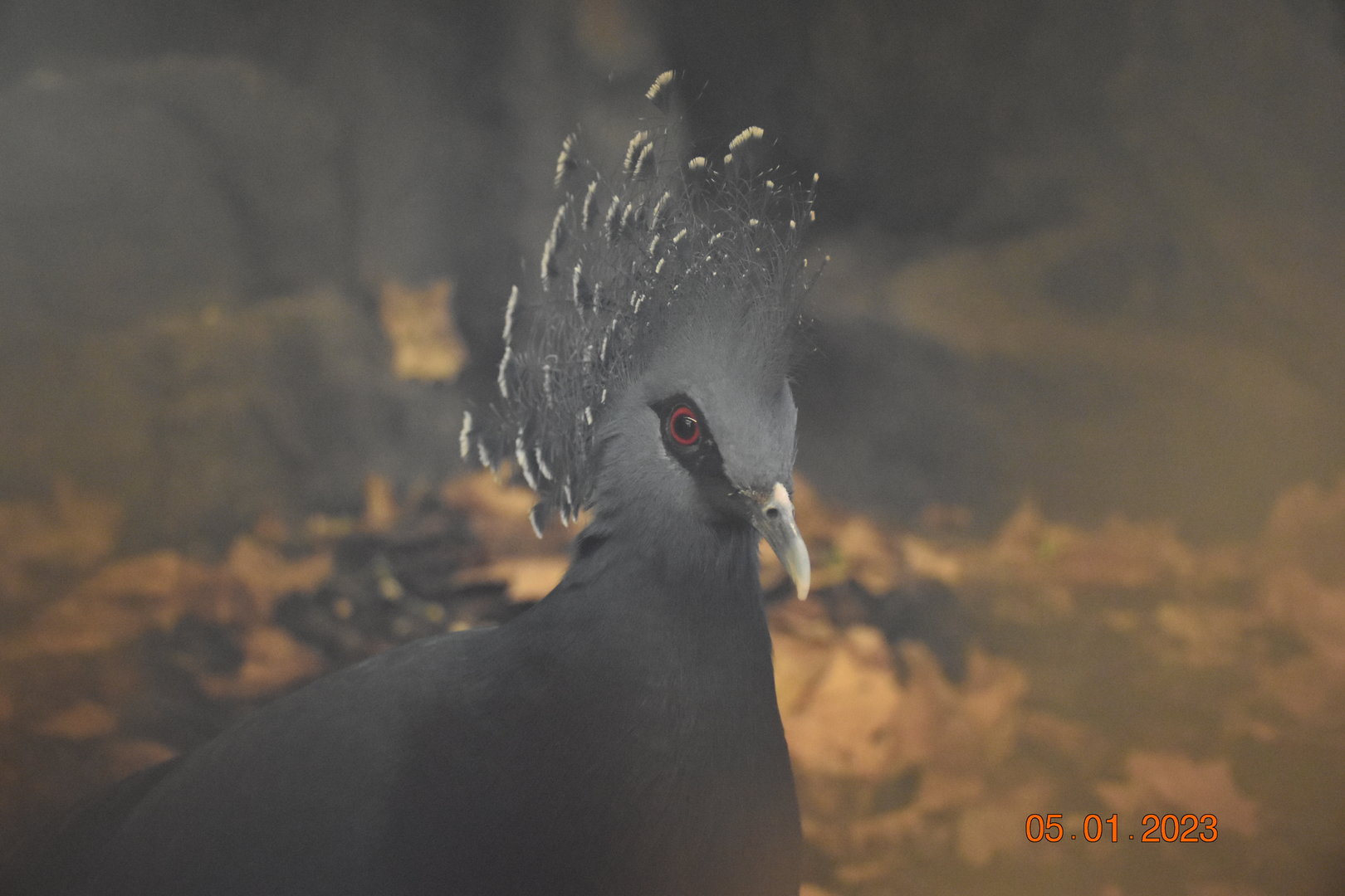 Victoria crowned-pigeon