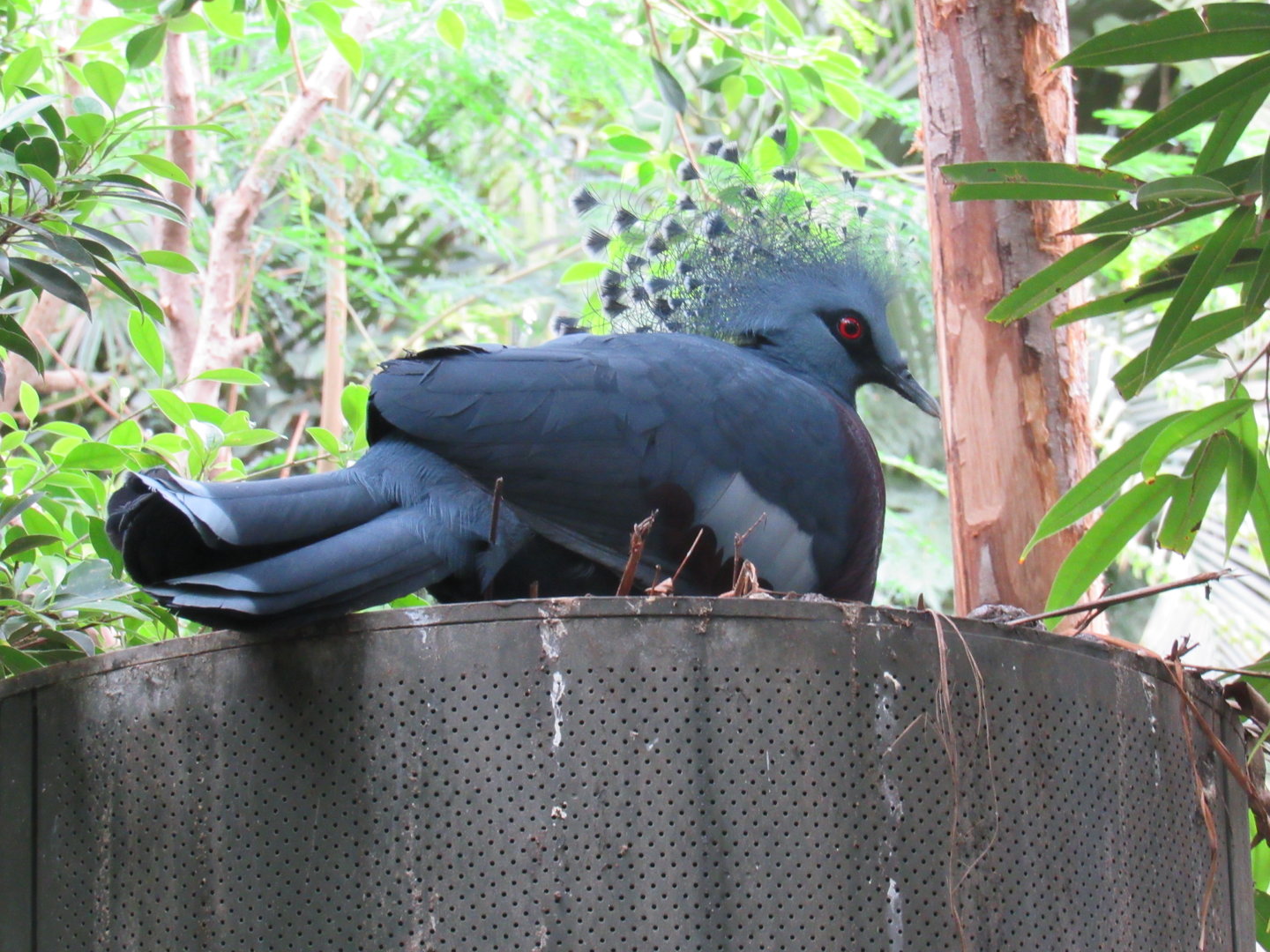 Victoria Crowned Pigeon