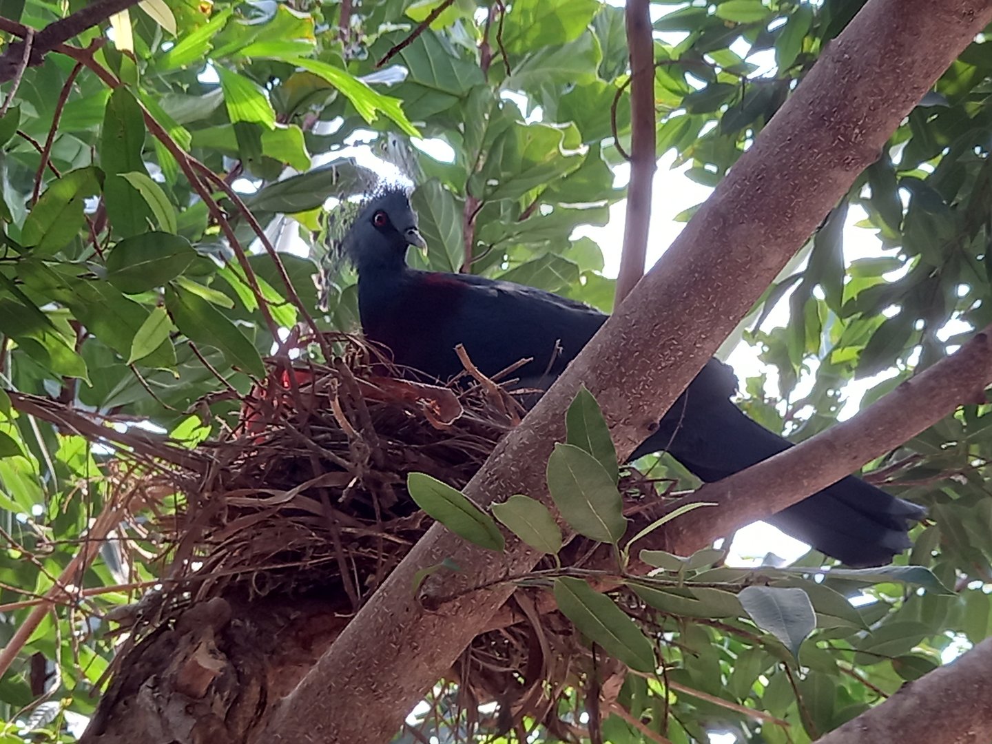 Victoria Crowned Pigeon