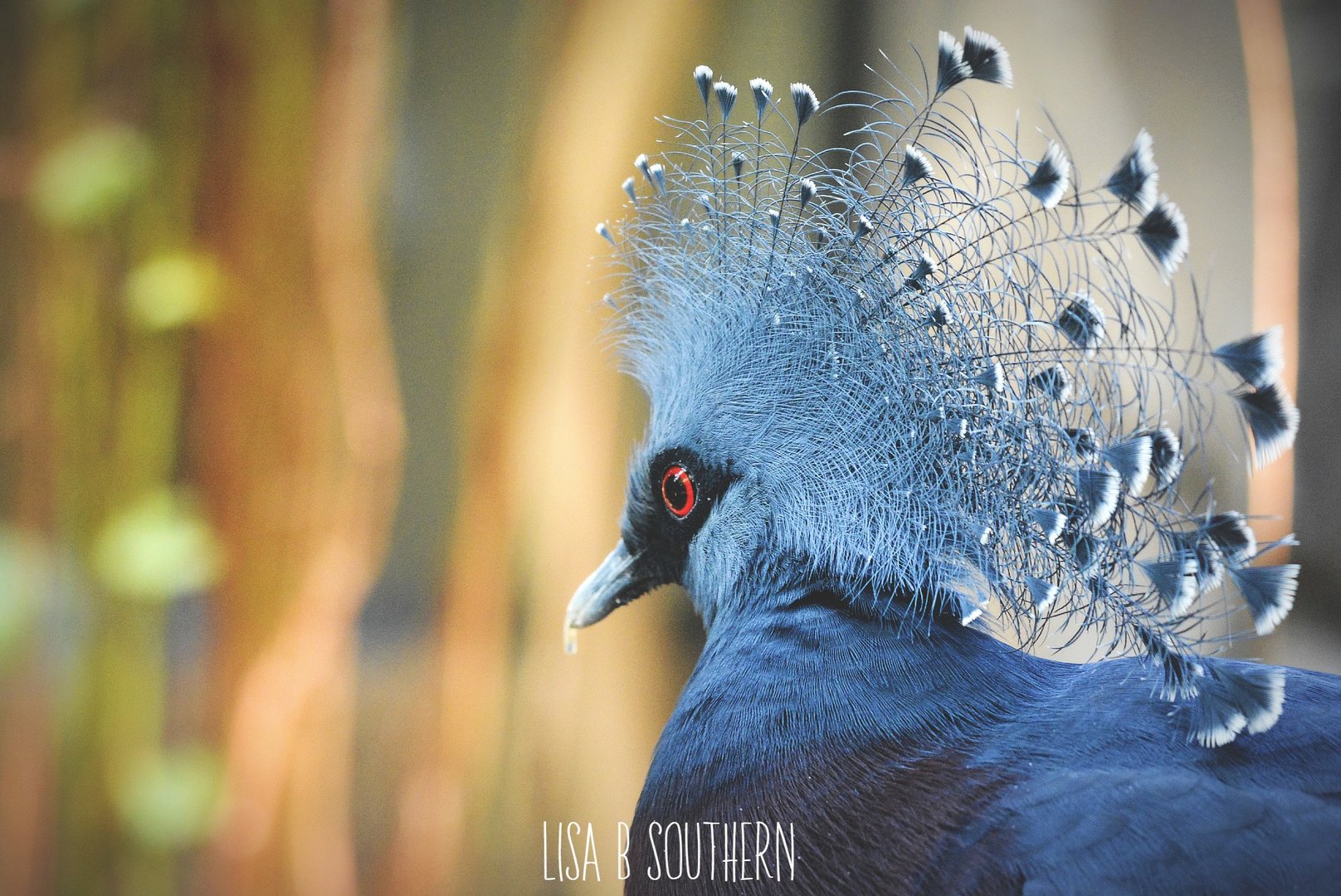 victoria crowned pigeon