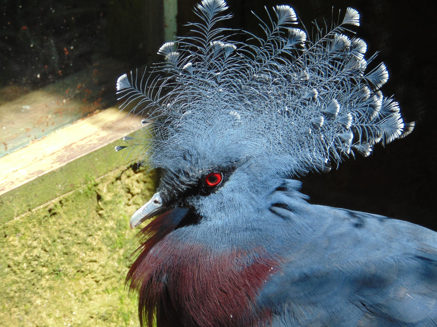 Victoria Crowned Pigeon