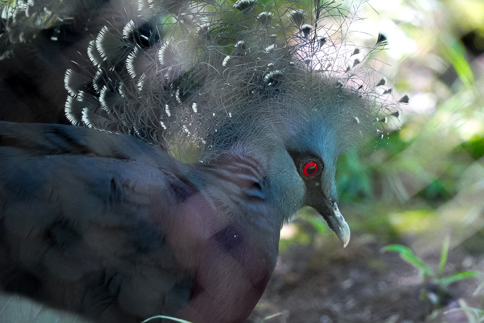 Victoria Crowned Pigeon