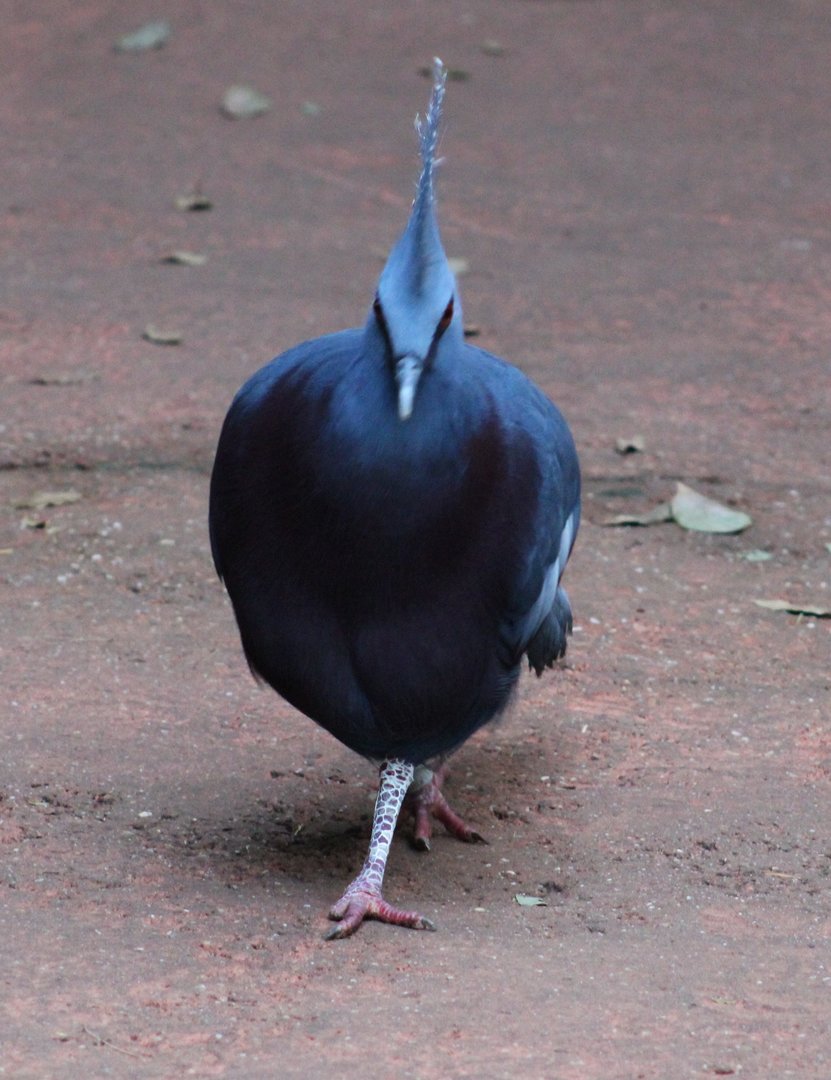 Victoria crowned pigeon