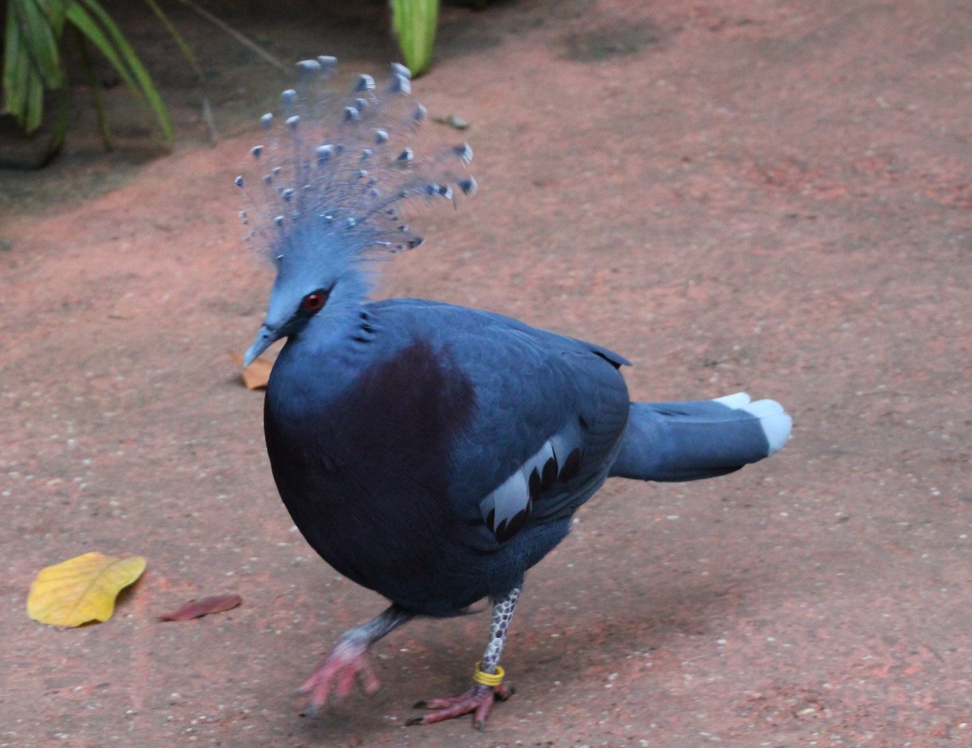 Victoria crowned pigeon