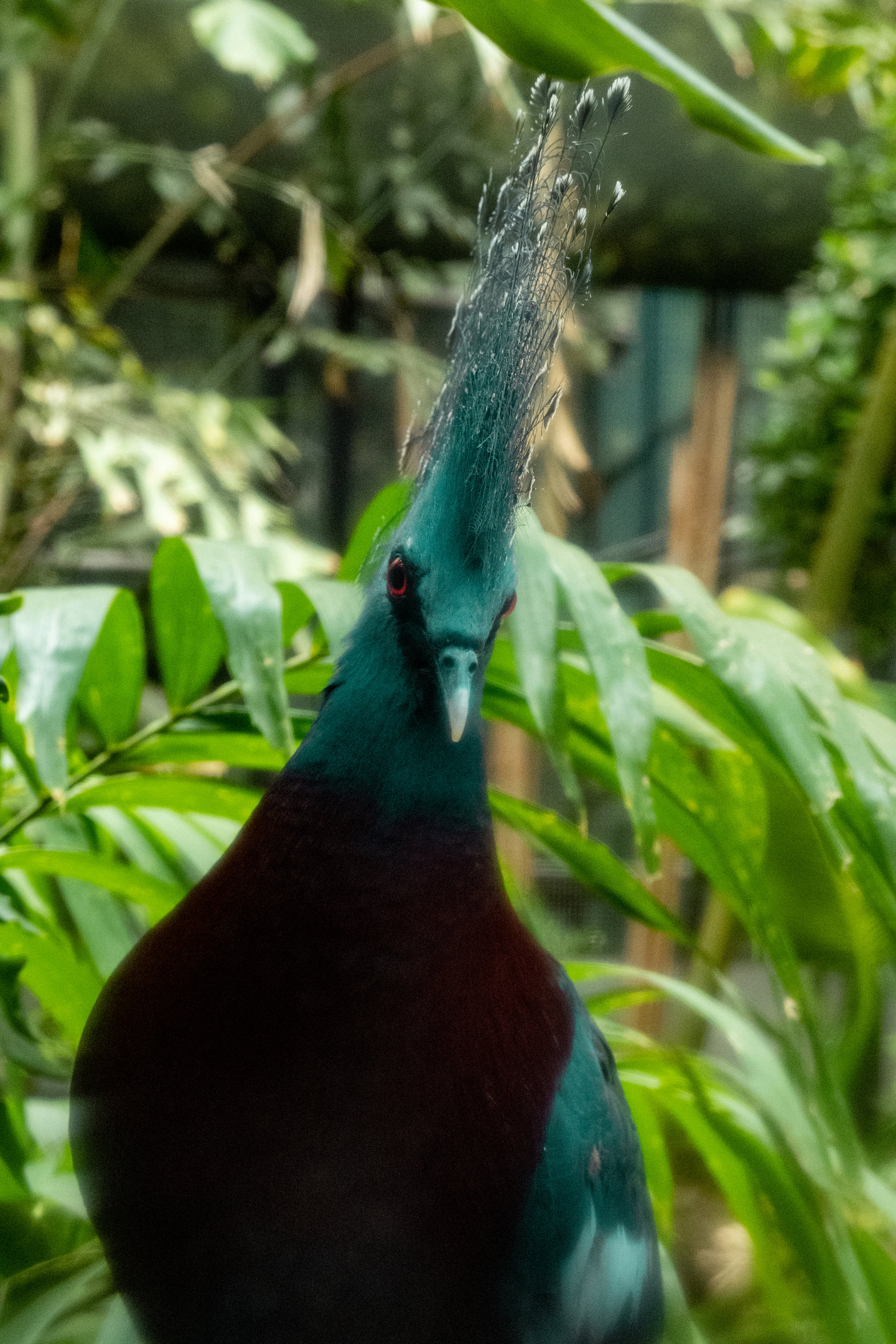 Victoria Crowned Pigeon