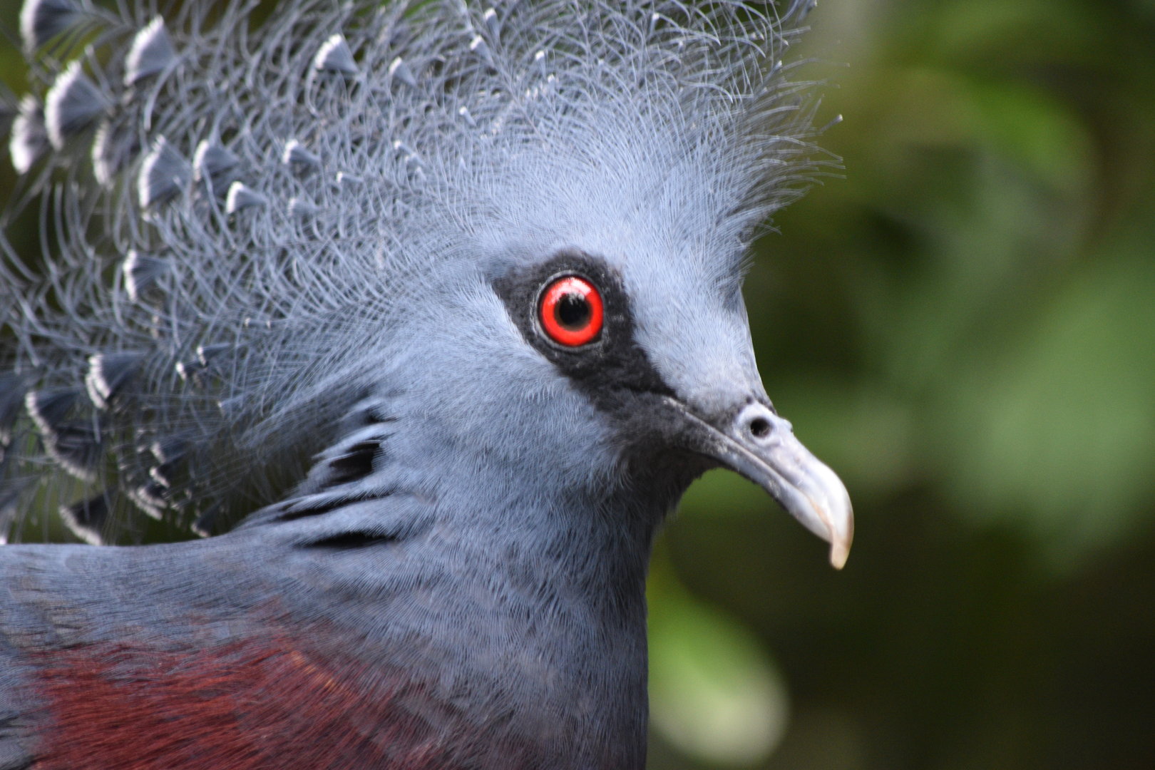 Victoria Crowned-Pigeon