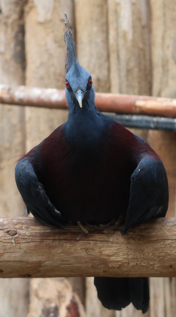 Victoria crowned pigeon