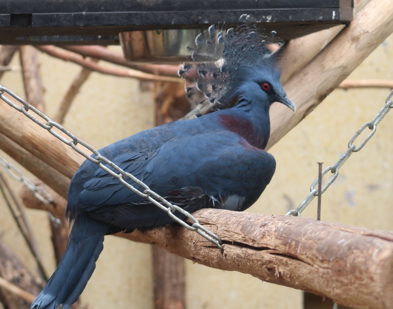 Victoria crowned pigeon