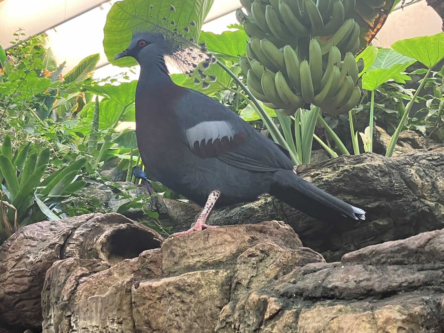 Victoria Crowned Pigeon