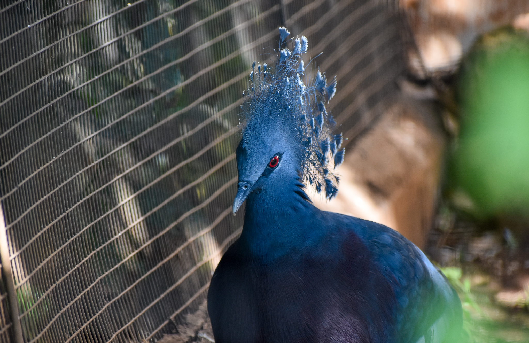 Victoria Crowned Pigeon