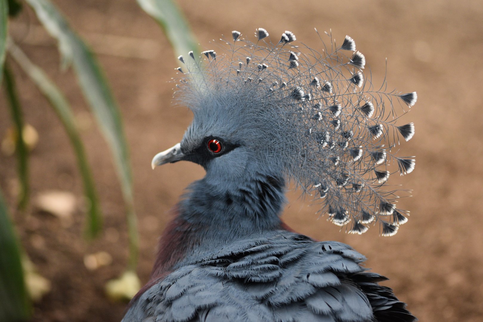 Victoria crowned pigeon