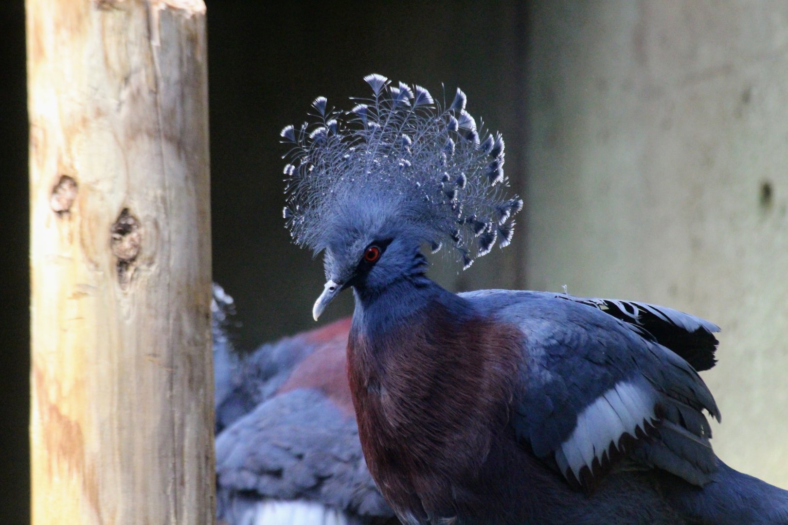 Victoria Crowned-Pigeon