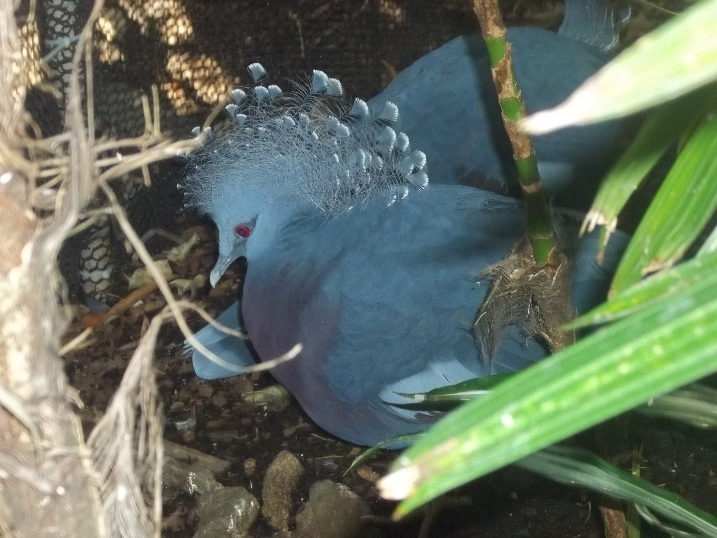 Victoria Crowned Pigeon
