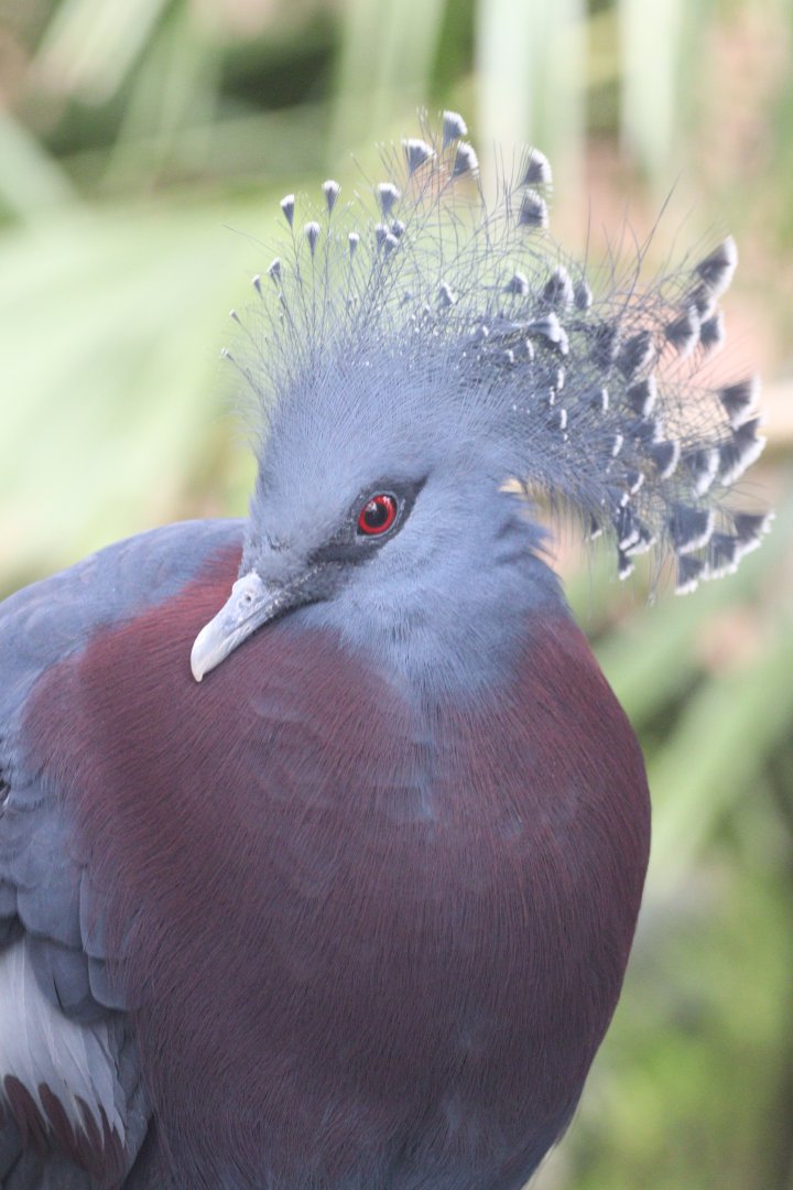 Victoria Crowned Pigeon