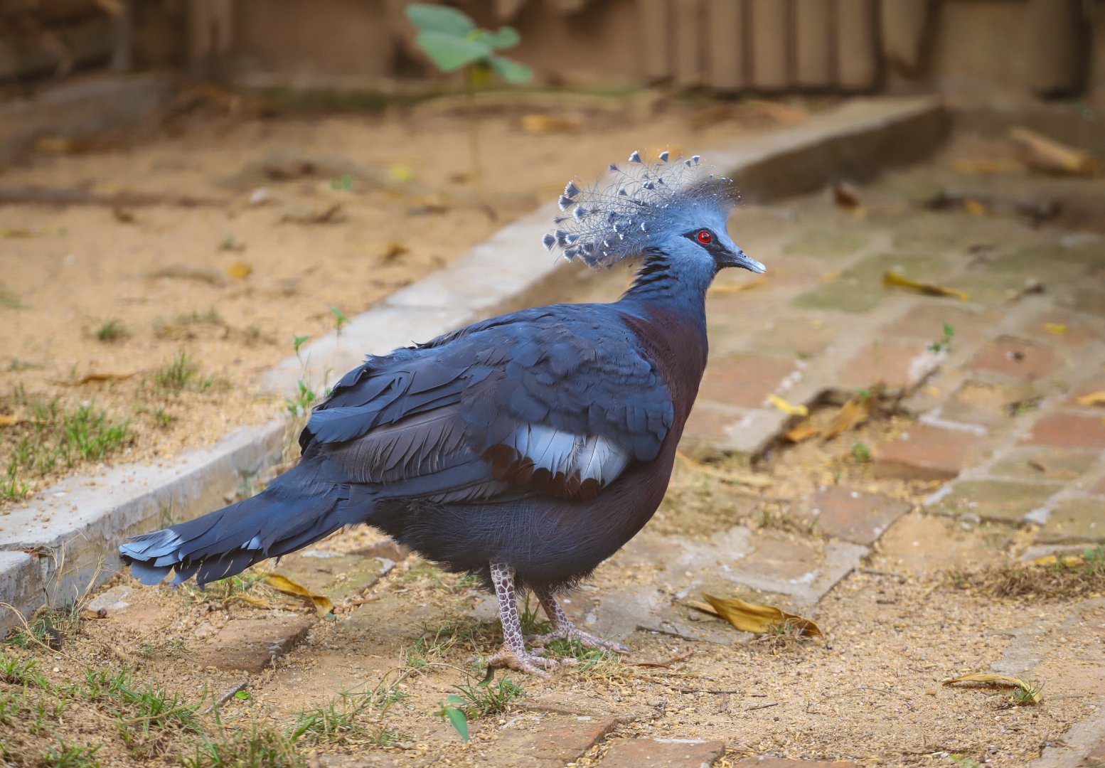 Victoria crowned pigeon