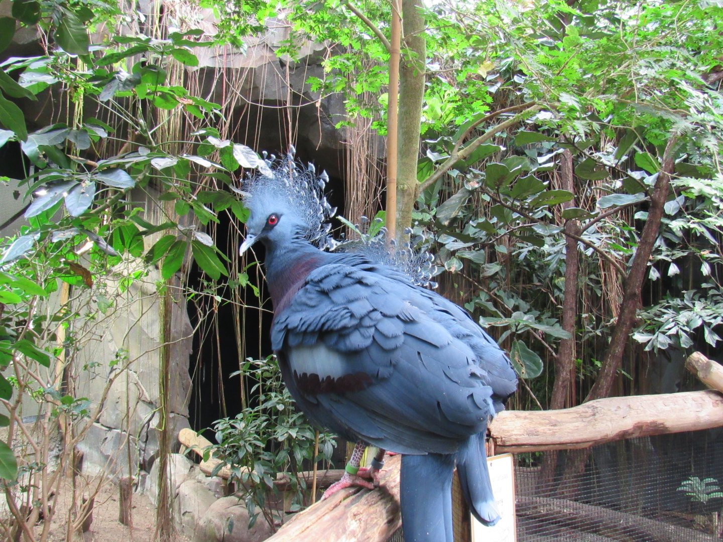 Victoria crowned pigeon