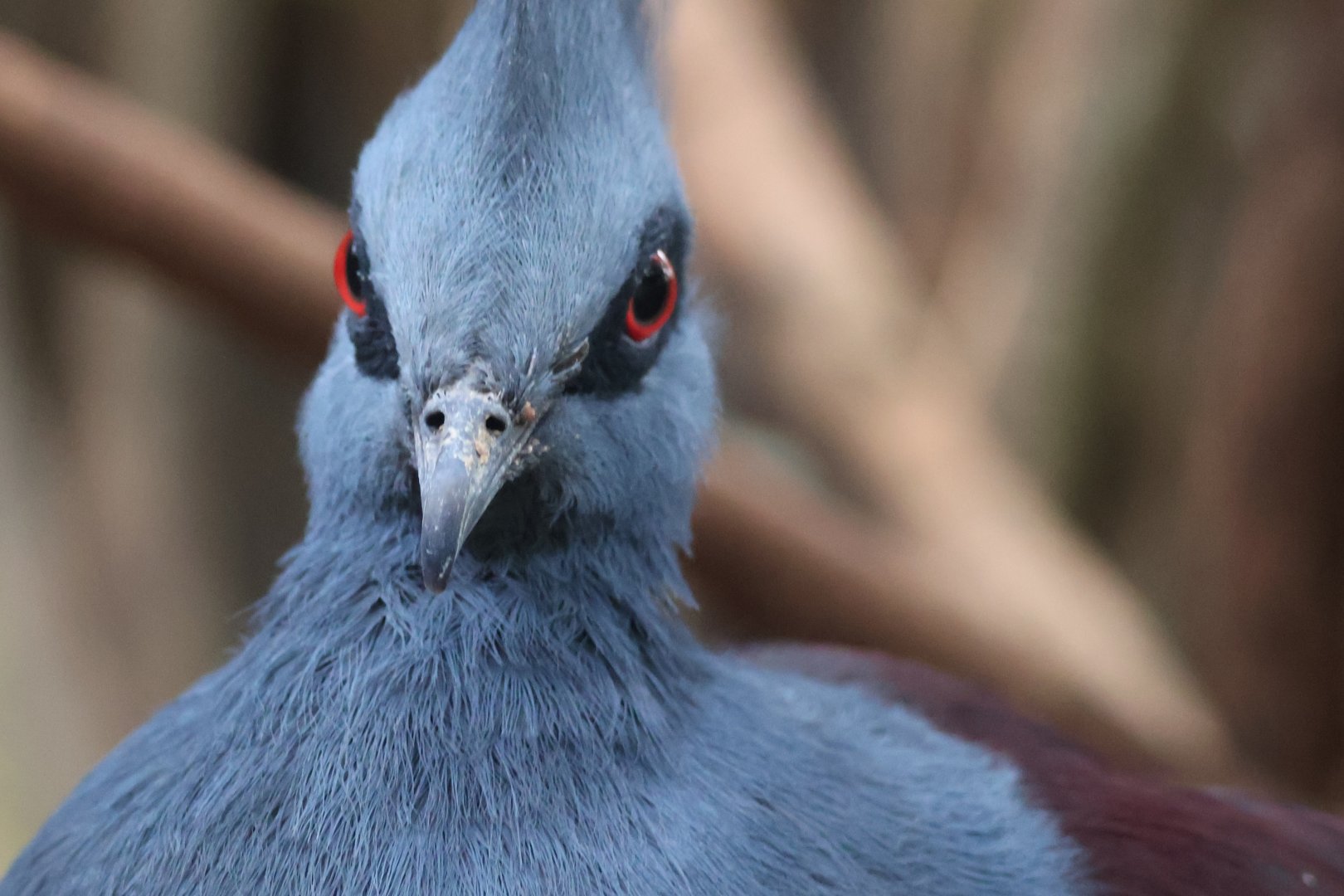 Victoria Crowned Pigeon